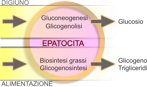 Regolazione epatica del metabolismo del glucosio